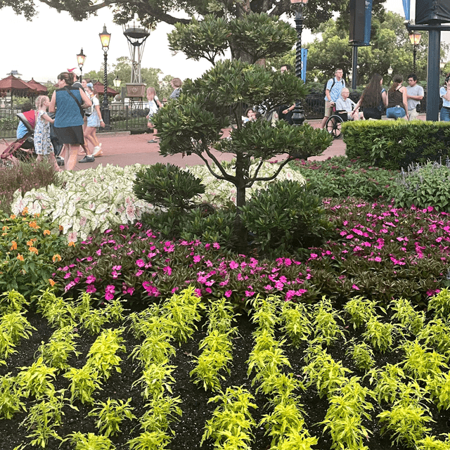 Field in EPCOT