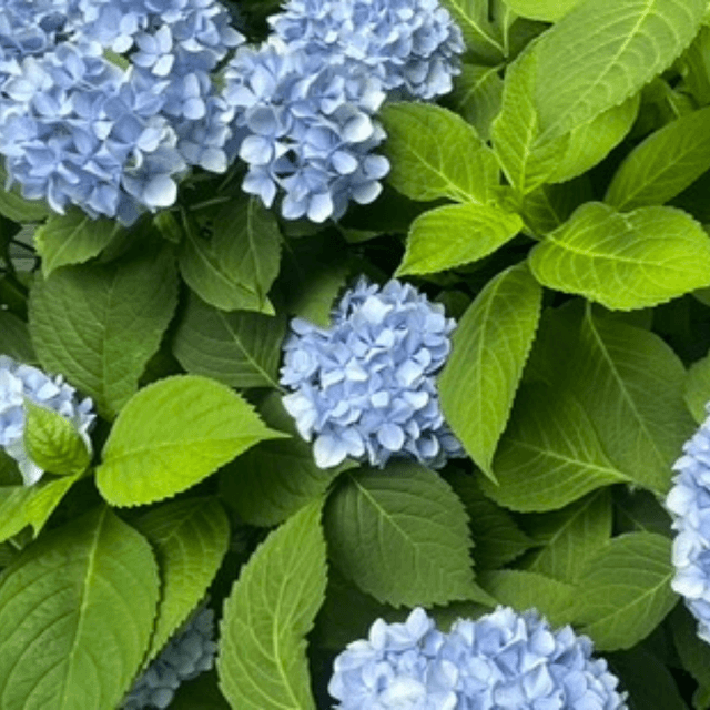 Martha's Vineyard the Sequel