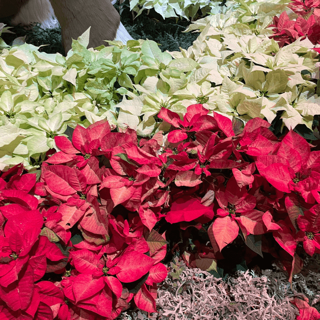 From Bellagio @ Vegas