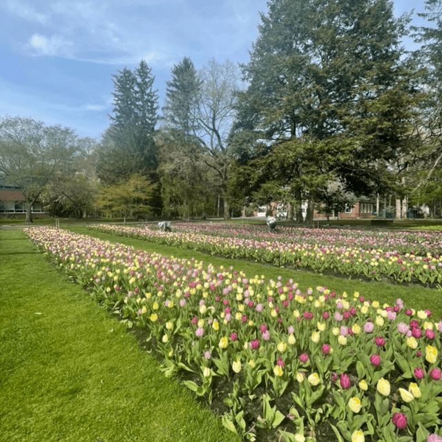 Tulip Festival P2