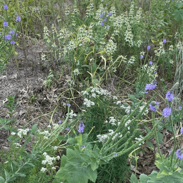 By the Wellesley College Greenhouse